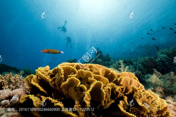 紅海中的魚和珊瑚。