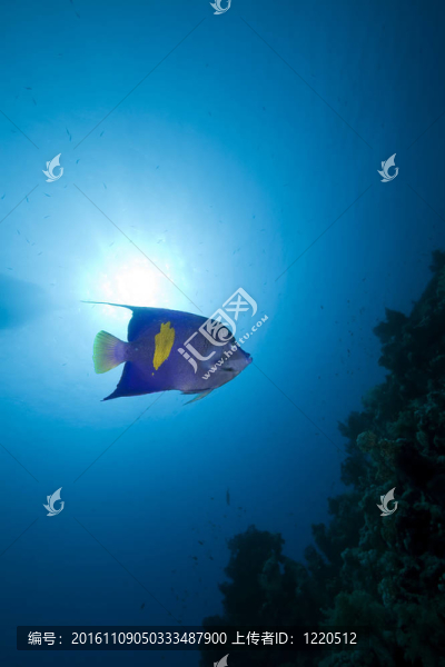 在紅海邊的Yellowbar,angelfish。