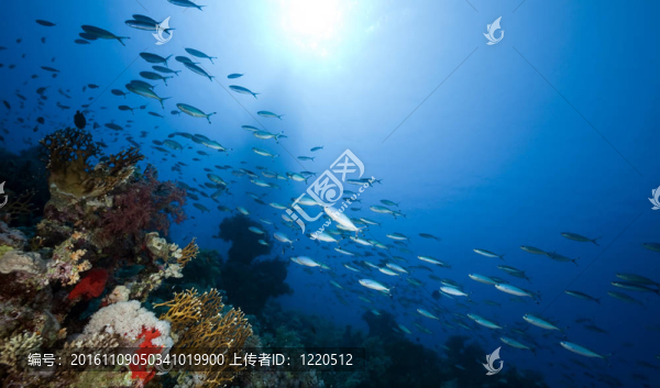 紅海中的魚和珊瑚。