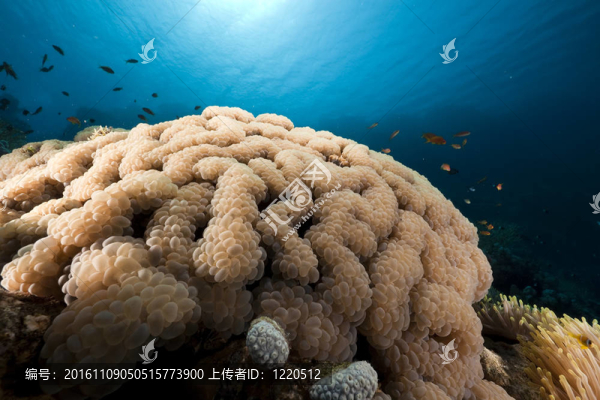 紅海中的魚和泡沫珊瑚。