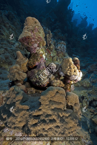 紅海中的魚和珊瑚。
