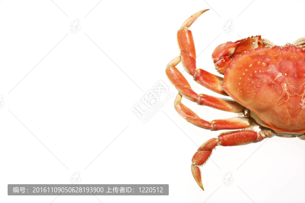 珍寶蟹