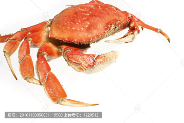 熟的珍寶蟹
