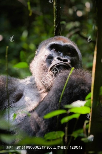 Silverback。