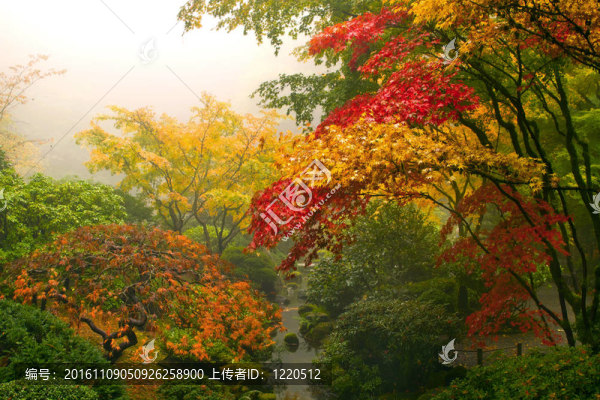 秋天的日本楓葉