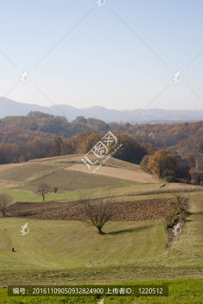 山