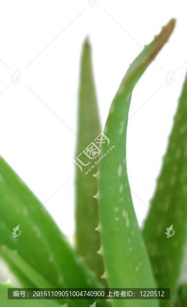 蘆薈在白色上隔離
