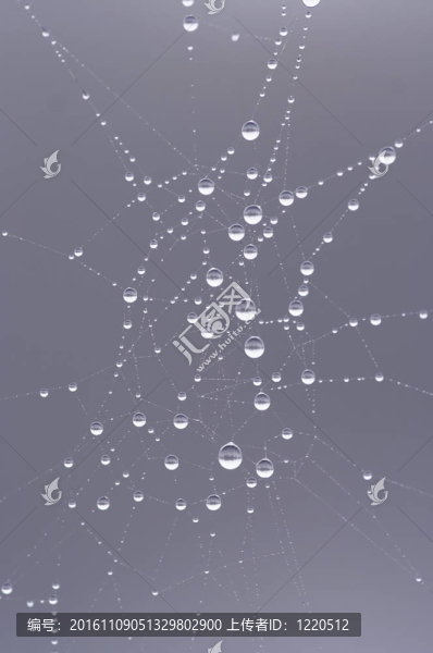 露水的蜘蛛網(wǎng)