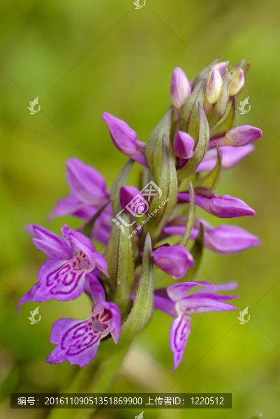 蘭花