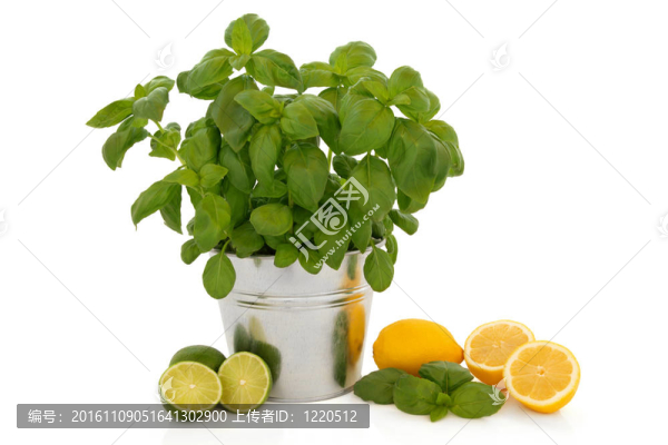 羅勒香草和柑橘類的水果