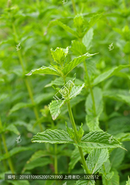 薄荷