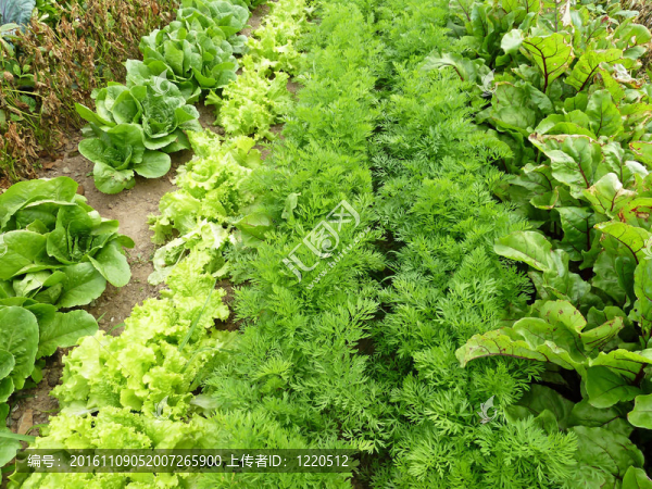 一排排的蔬菜