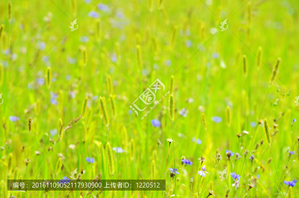 草