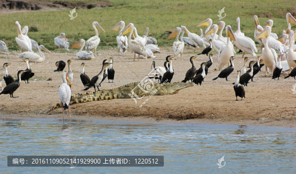 鳥類和鱷魚的水鄉(xiāng)烏干達(dá)
