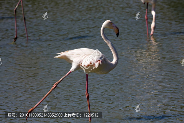 大火烈鳥