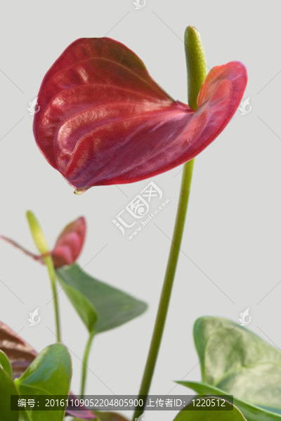 火鶴花