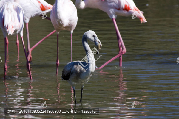 大火烈鳥