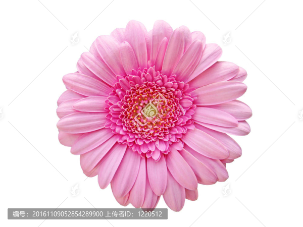 非洲菊頭白