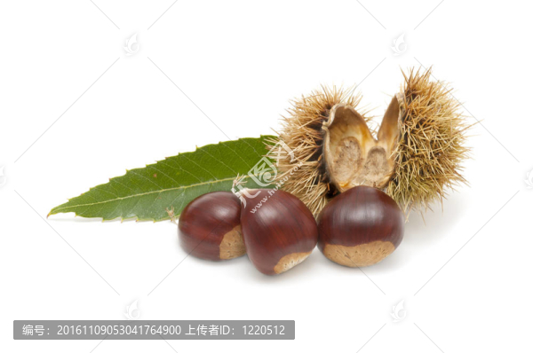剛收獲的栗子