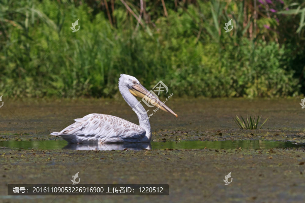 Dalmatian,Pelican（Pelecanus,crispus）