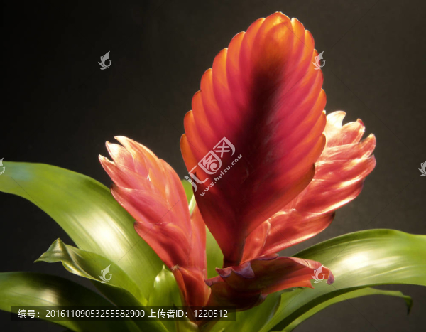 紅鳳梨