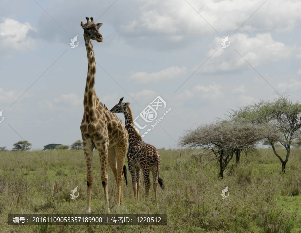 老和年輕的Giraffe