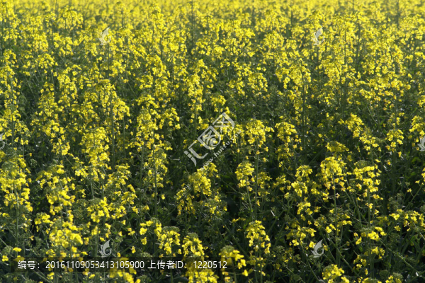 黃色的油菜花