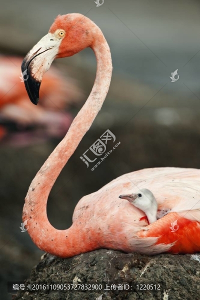 與父母的加勒比火烈鳥鳥寶寶。
