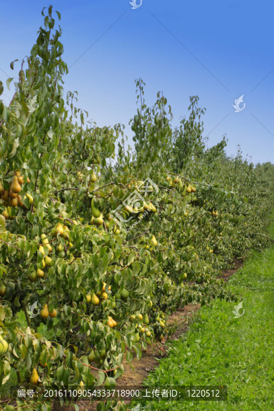 夏日陽(yáng)光下梨裝梨