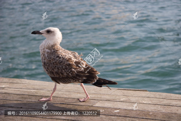 海鷗在巴塞羅那港