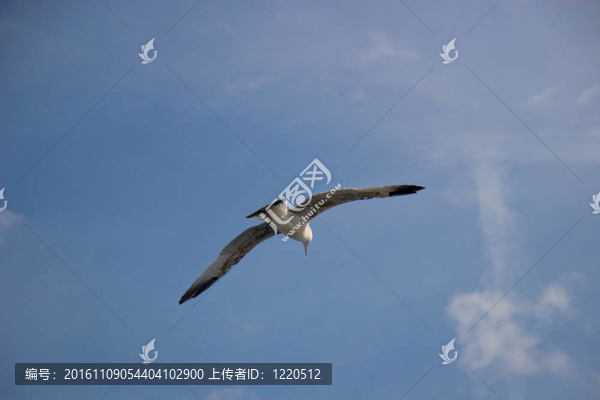 天空中的海鷗