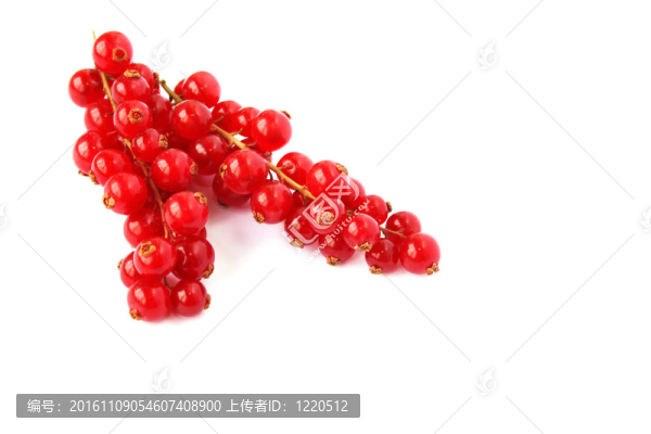 紅醋栗