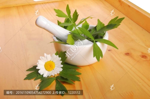 鮮當(dāng)歸