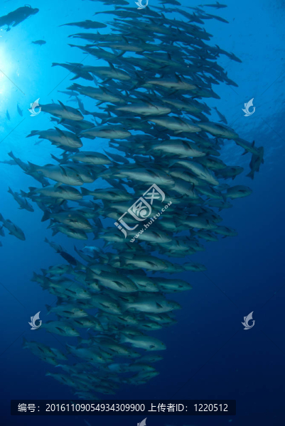 魚融合