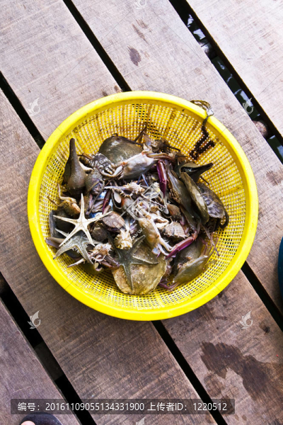 魚余從網(wǎng)