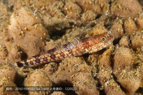 redband狗母魚