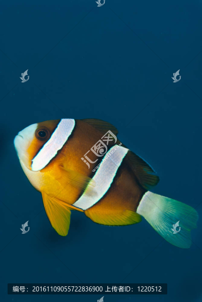 斯威夫特的小丑魚