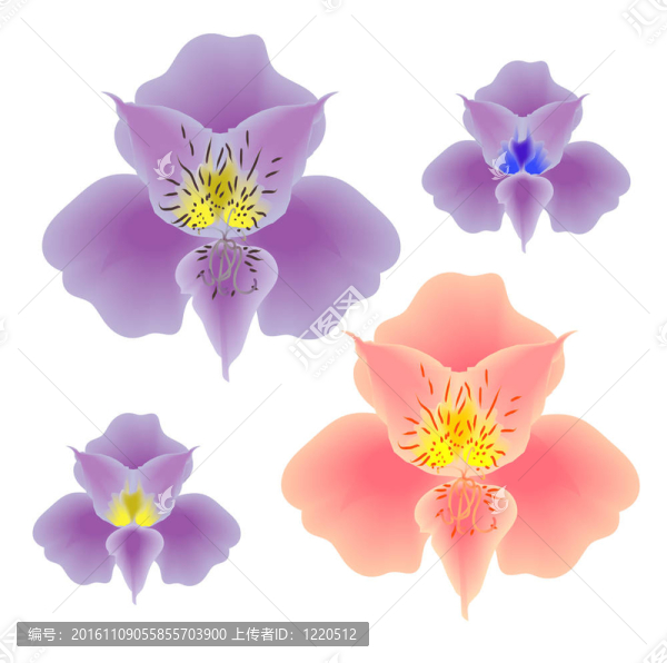 花朵、蘭花、粉紅色和紫羅蘭的收集網(wǎng)