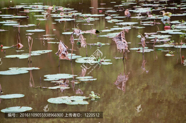 在河中的蓮花