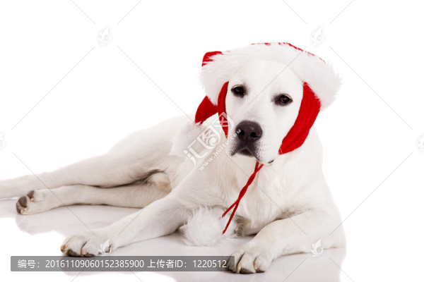 圣誕狗