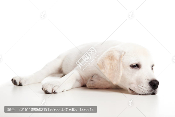 拉布拉多寶寶