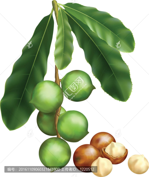 澳洲堅(jiān)果葉片和果實(shí)。白色背景插圖。