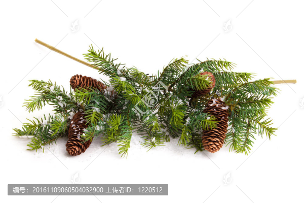 白色的圓錐和圣誕樹