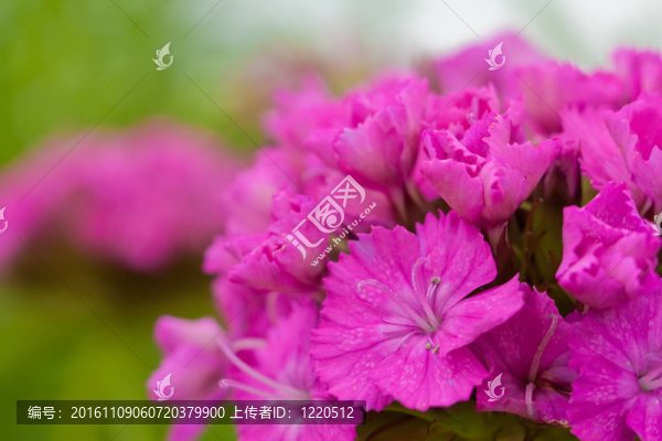 花木場