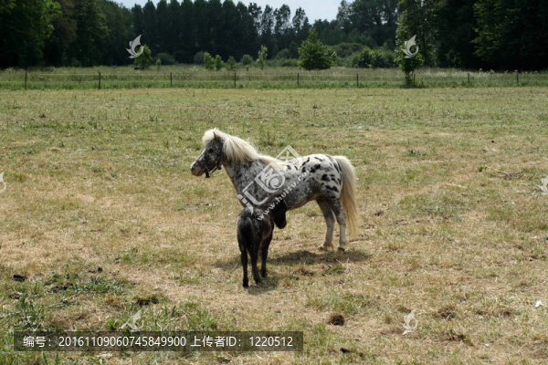矮馬和小馬駒