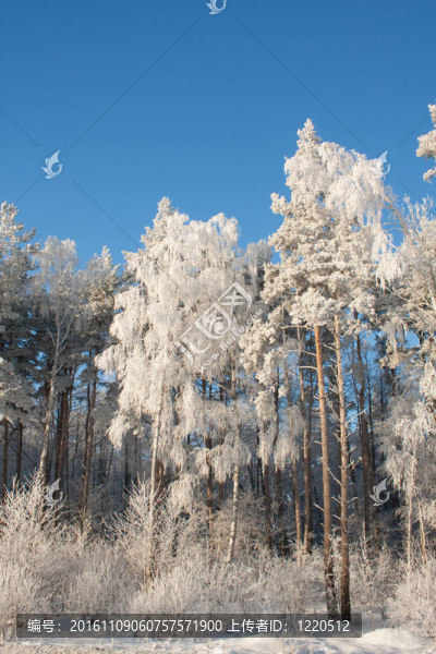 下雪的冬天