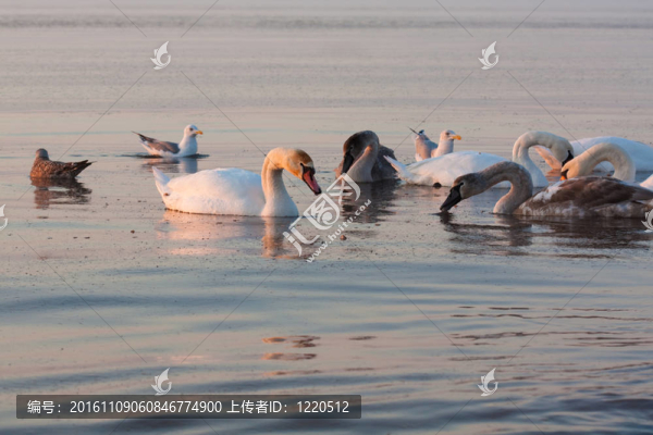 在海上的天鵝在日出