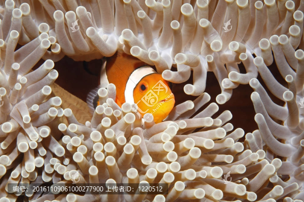 小丑魚