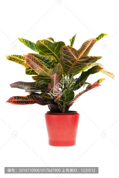 室內(nèi)植物