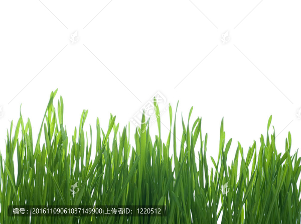 白色背景草